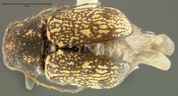 Media type: image;   Entomology 24923 Aspect: habitus dorsal view